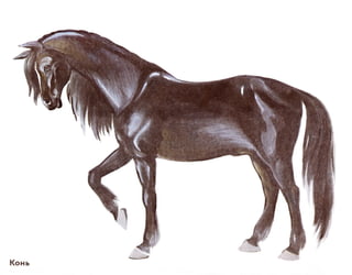 домашние животные в картинках