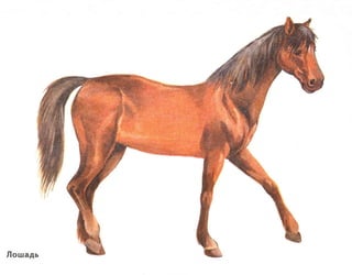 домашние животные в картинках