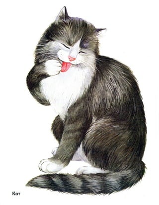 домашние животные в картинках