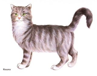 домашние животные в картинках