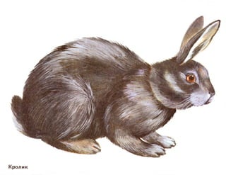 домашние животные в картинках