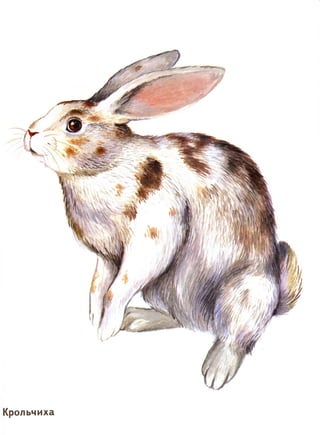 домашние животные в картинках