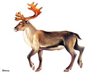 домашние животные в картинках