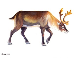 домашние животные в картинках