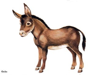 домашние животные в картинках