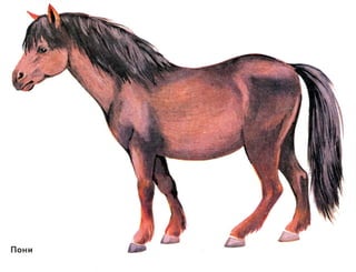 домашние животные в картинках