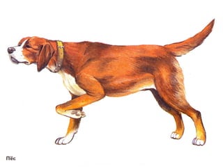 домашние животные в картинках