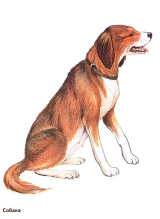 домашние животные в картинках