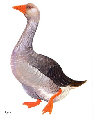 домашние животные в картинках