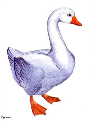 домашние животные в картинках