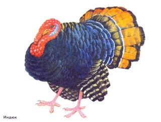 домашние животные в картинках