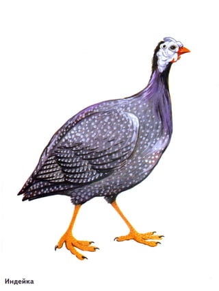 домашние животные в картинках