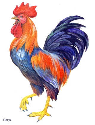 домашние животные в картинках