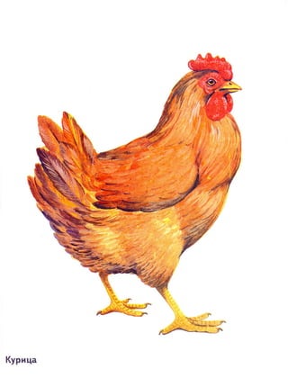 домашние животные в картинках