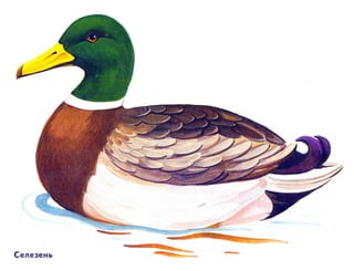 домашние животные в картинках