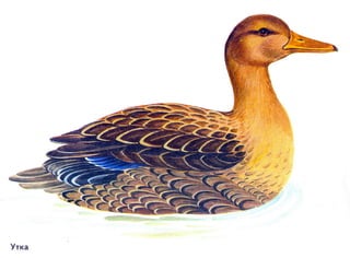 домашние животные в картинках