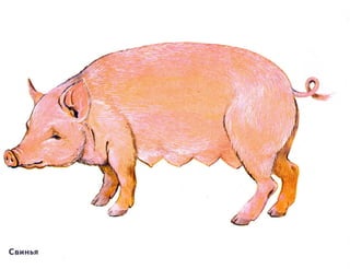 домашние животные в картинках