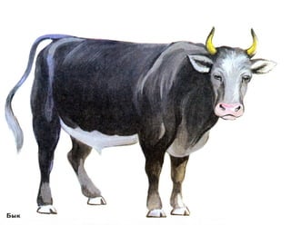 домашние животные в картинках