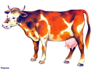 домашние животные в картинках