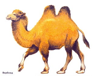 домашние животные в картинках