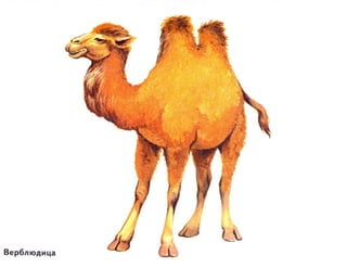 домашние животные в картинках