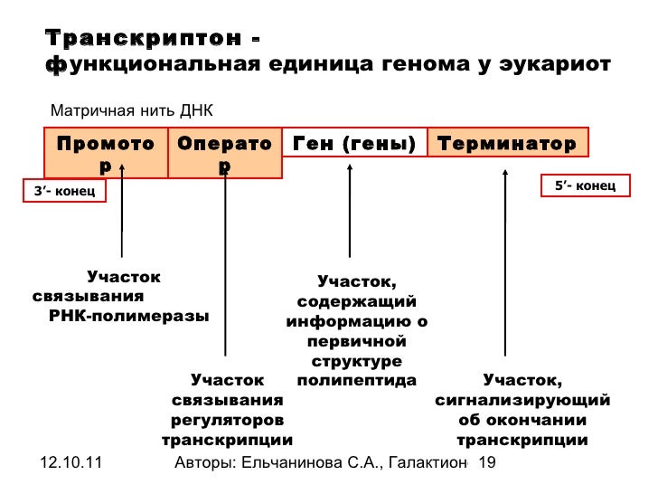 О структуре полипептидов в транскриптоне содержит. О структуре полипептидов в транскриптоне содержит