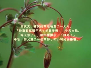 三伏天，禪院的草地枯黃了一大片。 「快撒點草種子吧！好難看哪！」小和尚說。 「等天涼了。」師父揮揮手：「隨時！」 中秋，師父買了一包草籽，叫小和尚去播種。 