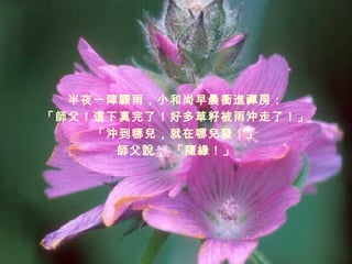 半夜一陣驟雨，小和尚早晨衝進禪房 ： 「師父！ 這 下真完了！好多草籽被雨沖走了！」 「沖到哪兒，就在哪兒發！」 師父說： 「隨緣！」 