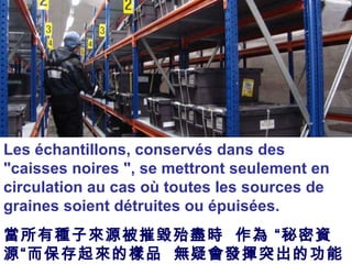 . Les échantillons, conservés dans des "caisses noires ", se mettront seulement   en circulation au cas où toutes les sources de graines soient détruites ou épuisées. 當所有種子來源被摧毀殆盡時  作為 “秘密資源“而保存起來的樣品  無疑會發揮突出的功能 