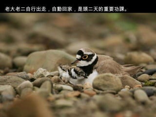 老大老二自行出走，自動回家，是頭二天的重要功課。 