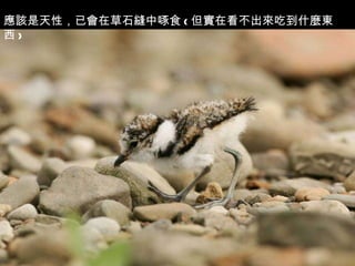 應該是天性，已會在草石縫中啄食 ( 但實在看不出來吃到什麼東西 ) 