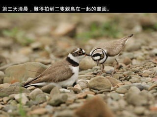 第三天清晨，難得拍到二隻親鳥在一起的畫面。 