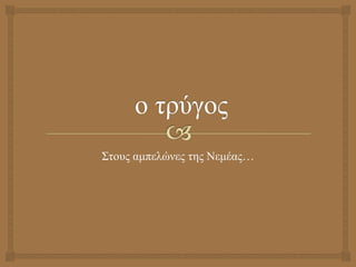  ο τρύγος  Στους αμπελώνες της Νεμέας… 