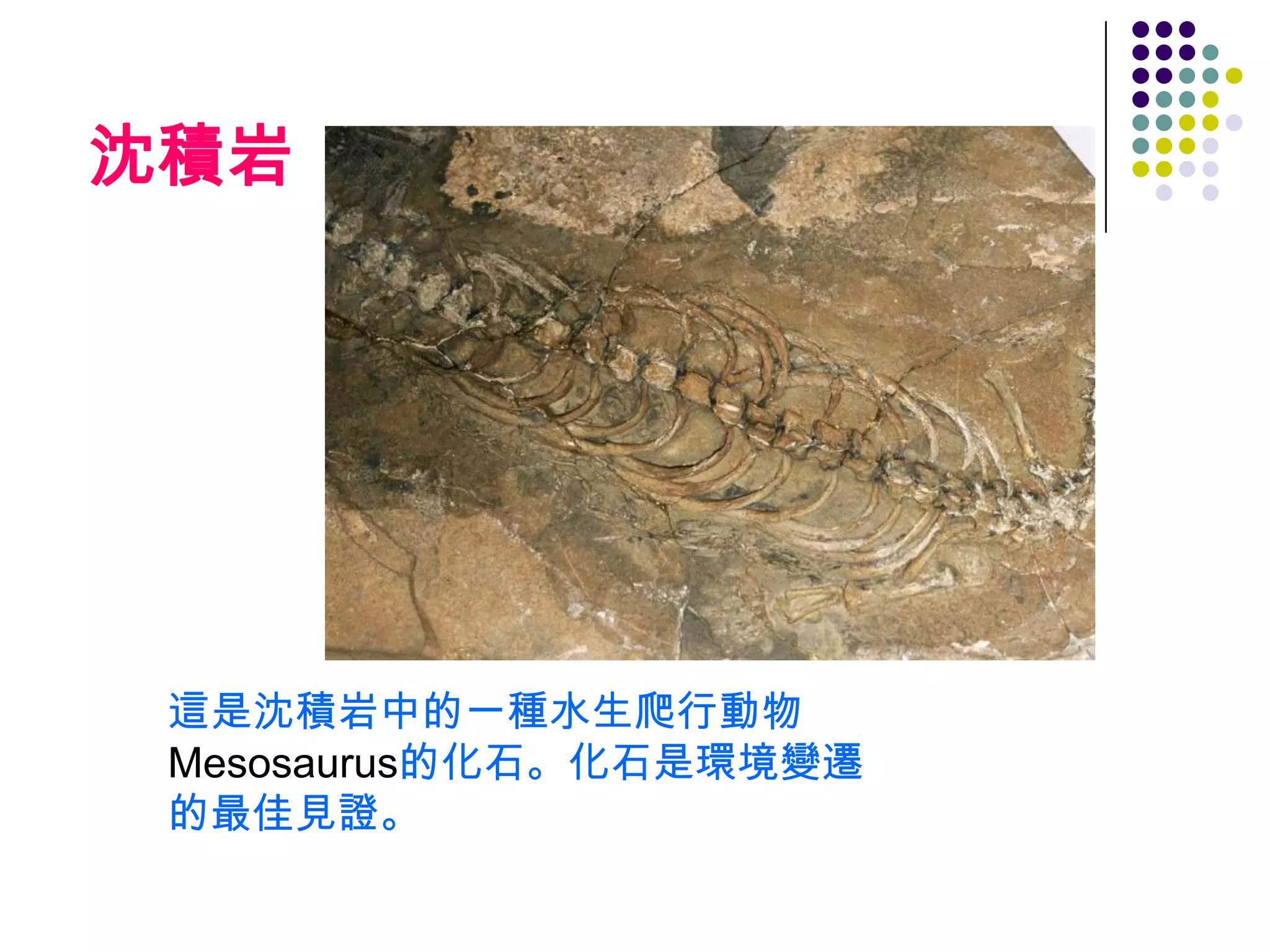 沈積岩




 這是沈積岩中的一種水生爬行動物
 Mesosaurus的化石。化石是環境變遷
 的最佳見證。
 