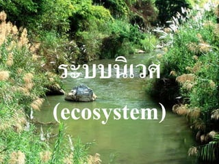ระบบนิเวศ
(ecosystem)
 