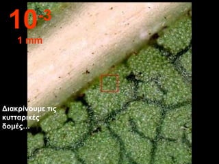 Διακρίνουμε τις κυτταρικές δομές… 10 -3 1 mm 