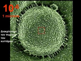 Διακρίνουμε τον πυρήνα του κυττάρου . 10 -6 1 microns 