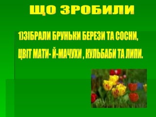ЩО ЗРОБИЛИ 1)ЗІБРАЛИ БРУНЬКИ БЕРЕЗИ ТА СОСНИ,  ЦВІТ МАТИ- Й-МАЧУХИ , КУЛЬБАБИ ТА ЛИПИ. 