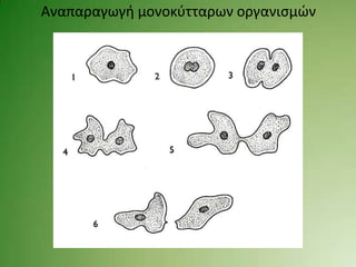 Αναπαραγωγι μονοκφτταρων οργανιςμών
 