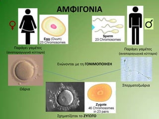 ΑΜΦΙΓΟΝΙΑ



    Παράγει γαμζτεσ                                         Παράγει γαμζτεσ
(αναπαραγωγικά κφτταρα)                                  (αναπαραγωγικά κφτταρα)


                          Ενώνονται με τθ ΓΟΝΙΜΟΠΟΙΗ΢Η




                                                           Σπερματοηωάρια
       Ωάρια




                          Σχθματίηεται το ΖΤΓΩΣΟ
 