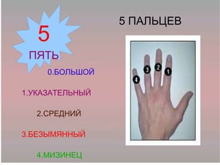 5 ПАЛЬЦЕВ 0.БОЛЬШОЙ 1.УКАЗАТЕЛЬНЫЙ 2.СРЕДНИЙ 3.БЕЗЫМЯННЫЙ   4.МИЗИНЕЦ 5 ПЯТЬ 