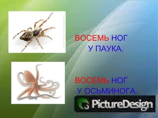 ВОСЕМЬ   НОГ У ПАУКА. ВОСЕМЬ   НОГ У ОСЬМИНОГА. 