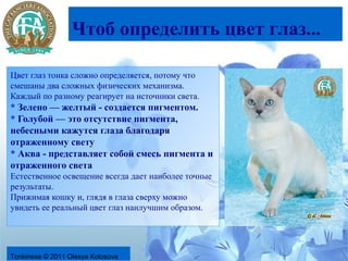Чтоб определить цвет глаз...

Цвет глаз тонка сложно определяется, потому что
смешаны два сложных физических механизма.
Каждый по разному реагирует на источники света.
* Зелено — желтый - создается пигментом.
* Голубой — это отсутствие пигмента,
небесными кажутся глаза благодаря
отраженному свету
* Аква - представляет собой смесь пигмента и
отраженного света
Естественное освещение всегда дает наиболее точные
результаты.
Прижимая кошку и, глядя в глаза сверху можно
увидеть ее реальный цвет глаз наилучшим образом.




Tonkinese © 2011 Olesya Kolosova
 