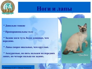 Ноги и лапы

* Довольно тонкие

* Пропорциональны телу

* Задние ноги чуть более длинные, чем
передние.

* Лапы скорее овальные, чем круглые.

* Аккуратные, по пять пальцев на передних
лапах, по четыре пальца на задних.



Tonkinese © 2011 Olesya Kolosova
 