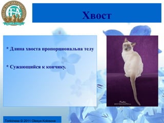 Хвост

* Длина хвоста пропорциональна телу


* Сужающийся к кончику.




Tonkinese © 2011 Olesya Kolosova
 