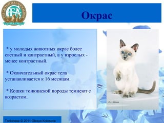 Окрас

 * у молодых животных окрас более
светлый и контрастный, а у взрослых -
менее контрастный.

* Окончательный окрас тела
устанавливается к 16 месяцам.

 * Кошки тонкинской породы темнеют с
возрастом.



Tonkinese © 2011 Olesya Kolosova
 