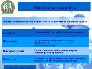 Минковые окрасы

Поинты почти незаметны и лишь слегка отличимы от основного окраса.



Голубой                             Серо-голубой, светлый с теплым оттенком


Шампань                             От кремового до бежевого; слегка
                                    красноватый
                                    оттенок приемлем.

Натуральный                         Средне - коричневый оттенок шерсти.
                                    Оттенок рудди приемлем.

Платина                             Серебристо-серый, очень светлый с теплым
                                    оттенком, но не белый или кремовый

 Tonkinese © 2011 Olesya Kolosova
 