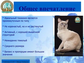 Общее впечатление
* Идеальный тонкинез является
промежуточным по типу

* Не коренастый, но и не растянутый

* Активный, с хорошей мышечной
структурой

* Нежиданно тяжелый

* Среднего размера

* Баланс и пропорции имеют большое
значение


Tonkinese © 2011 Olesya Kolosova
 