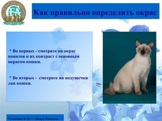 Как правильно определить окрас



 * Во первых - смотрите на окрас
поинтов и их контраст с основным
окрасом кошки.


* Во вторых - смотрите на подушечки
лап кошки.




Tonkinese © 2011 Olesya Kolosova
 