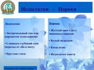 Недостатки - Пороки

Недостатки:                        Пороки:

                                   • Желтый цвет глаз у
• Экстремальный тип или            минковых окрасов
коренастое телосложение
                                   • Белый медальон
• Слишком глубокий стоп
(переход от лба к носу)            • Косоглазие

• Круглые глаза                    • Недостатки хвоста



Tonkinese © 2011 Olesya Kolosova
 